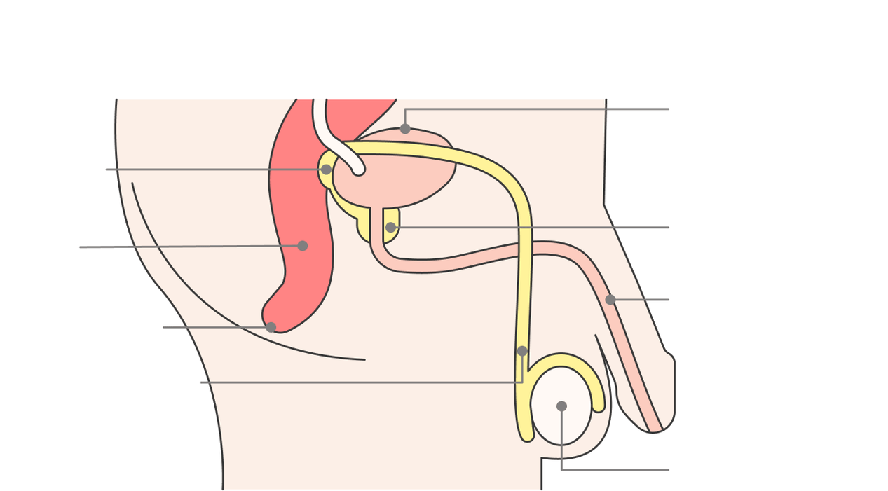 Posizione della prostata e delle sue strutture