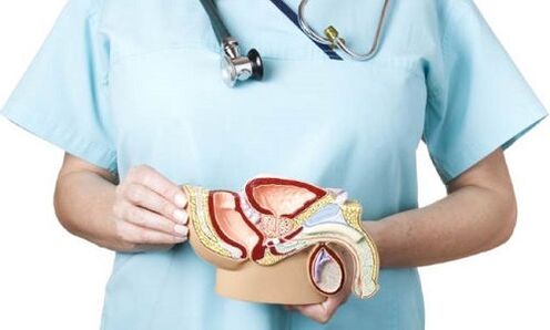 Modello dell'apparato urogenitale maschile e trattamento della prostatite